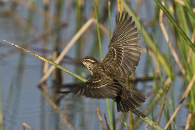 20110327 RWBB Flight female  _9709.jpg