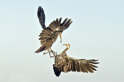 20110414 Limpkin Pair   _0742