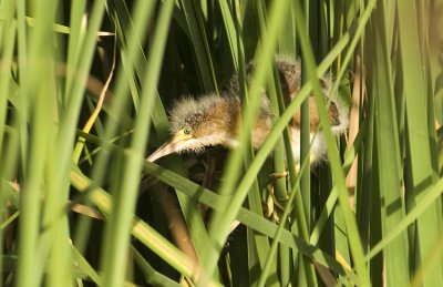 20110602 Least Bittern Chick  3592