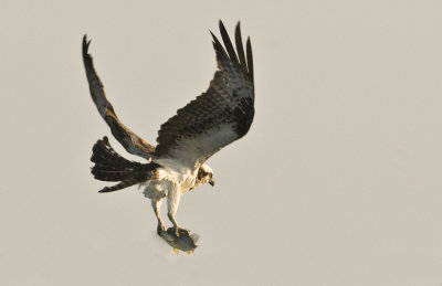 20110605 Osprey with Fish   _3871