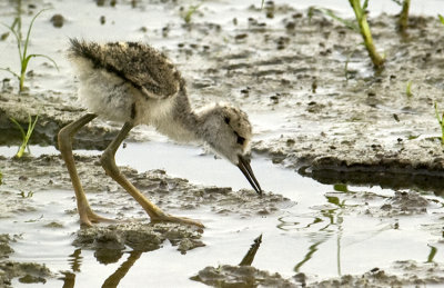 20110627 Black=necked Stilt Chick_5084