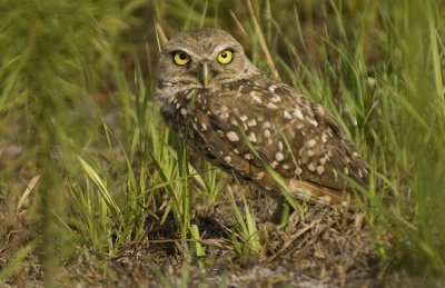 20110701 Burrowing Owl   5232