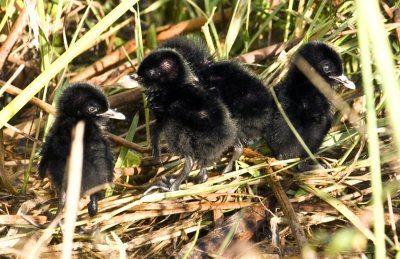 20110702  King Rail Chicks  _5345