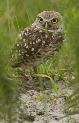 20110707_5841 Burrowing Owl