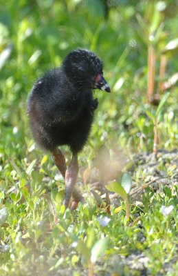 20110713 Purple  Gallinule Chick_ 6160