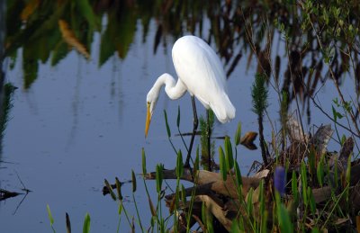 20110807 Peaceful Scene_7193