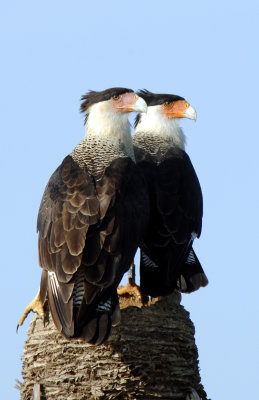 20110808 Caracara Adult and Juv  _7273