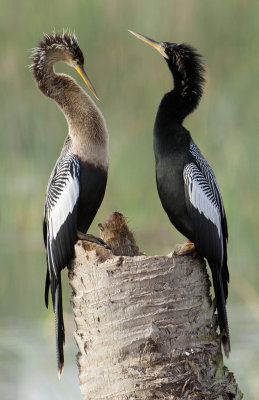 20111224_ Anginga Pair 2116.jpg