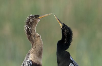 20111224_ Anhinga Pair  2106.jpg