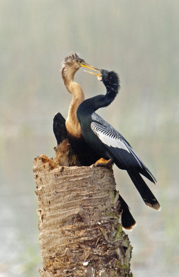 20111224_Anhinga Pair  2091.jpg