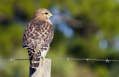 20111228_ Red-shouldered Hawk  2153.jpg