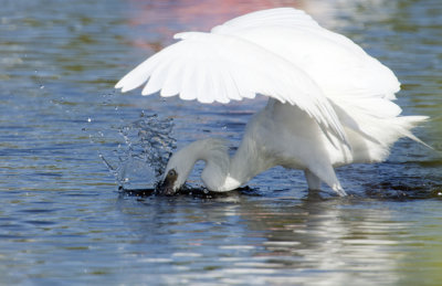 20111229_ White Morph reddish Egret   2356.jpg