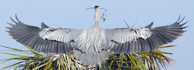 20120101_ GBH Wings  Landing   2627.jpg