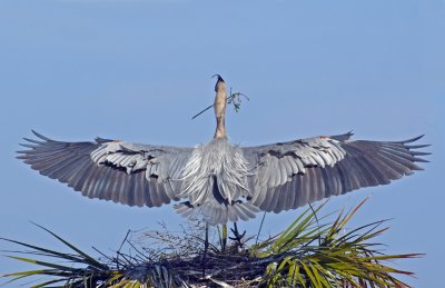 20120101_ GBH w Nesting Matl  2629.jpg