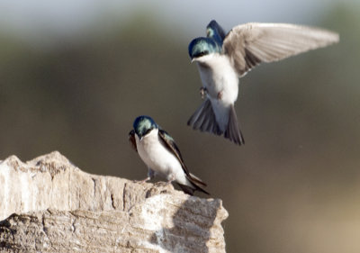 20120118 Tree Swallows  _3375.jpg