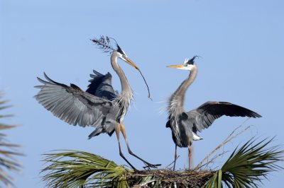 20120118 GBH Nest Building  _3221.jpg