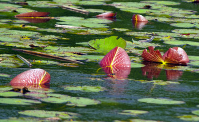 Day 1 March 20 Water Lily Leaves   _5130.jpg