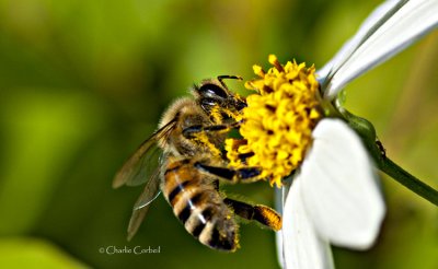 Day 5 March 24 Common European Honeybee on Blossom   _5429.jpg