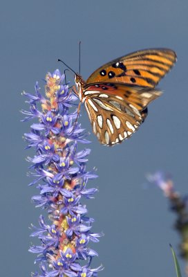 08072009  Viera Gulf Fritillary    075.jpg