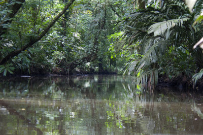 Day 43 20120501 Tropical Wet Forest   _8901.jpg