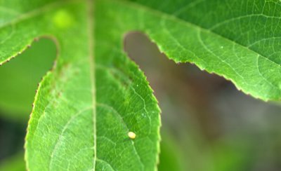 Day 3120120419 Gulf Fritillary Egg  _7787.jpg