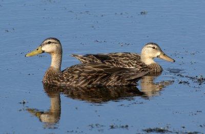 Day 92 20120619 Mottled Ducks  _4273.jpg