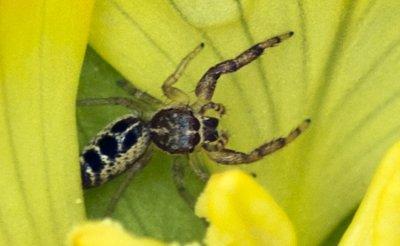 Jumping Spider  _5457.jpg