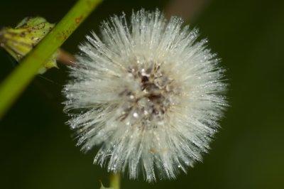  Seed Pod w Dew   _5550.jpg