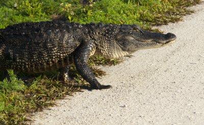 20120401 Gator Crossing Road   _6119.jpg