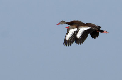 20120702 Black-bellied Whistling Duck Flying Pair   _4566.jpg