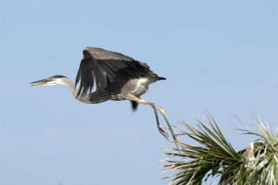 20120702 Great Blue Heron Fleging   _4598.jpg