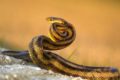 Yellow Rat Snake 9620