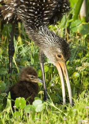 Limpkin with Chick 9775