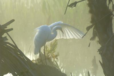 Egret in the Fog 0029