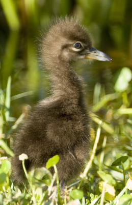 Limpkin Chick  0160