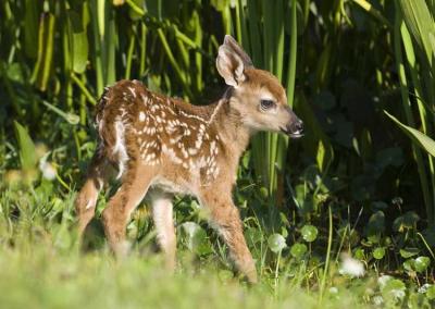 Baby Deer  0795