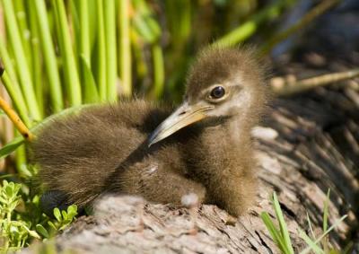 Limpkin Chick 0816