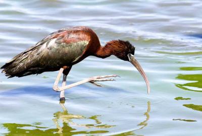 Glossy Ibis breeding colors 0699