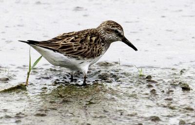 White-rumped Sandpiper 0994