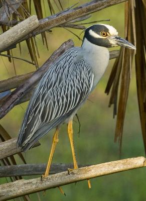 Yellow-crowned Night Heron 1079