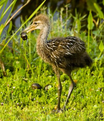 Limpkin 1268