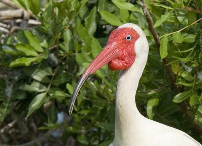Ibis with wattle 1531