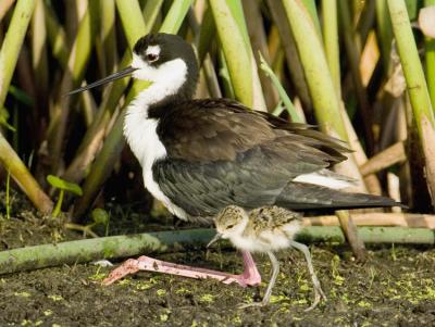 Black-necked Stilt and Chick 2006