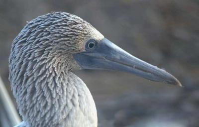 Blue -footed Booby