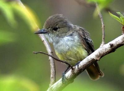 Large-billed or Galapagos Flycatcher
