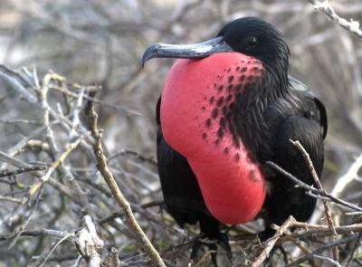 Magnificent Frigatebird Display