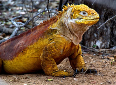 Land Iguana