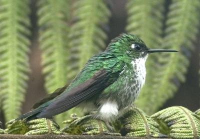 Hummingbird
