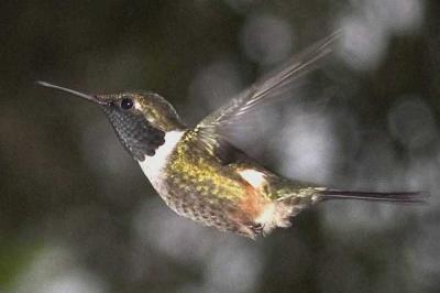 Hummingbird