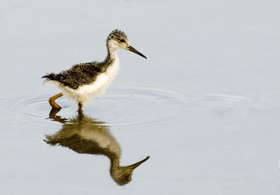 Black-necked Stilt